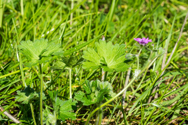 Geranium molle / Geranio volgare